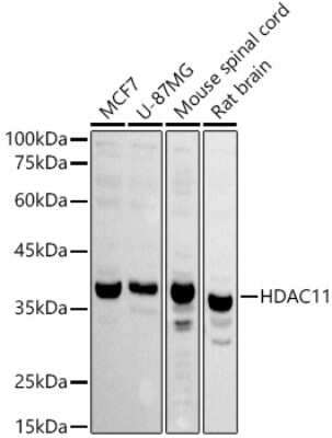 Western Blot: HDAC11 AntibodyAzide and BSA Free [NBP3-04908]